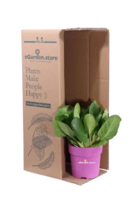 Bergenia Cordifolia Shoeshine v.15 egarden.store online