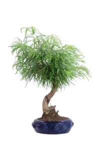 Bonsai Pseudolarix Amabilis v20 egarden.store online