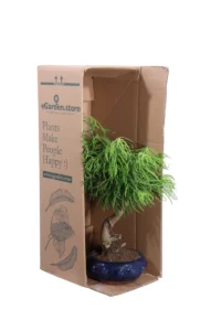 Bonsai Pseudolarix Amabilis v20 egarden.store online