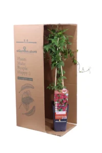 Clematide - Clematis Viticella Purpurea Plena Elegans v.15 egarden.store online