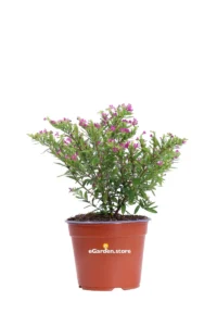 Cuphea Hyssopifolia Rosa v.14 egarden.store 1 Cuphea Hyssopifolia Rosa v.14 egarden.store online