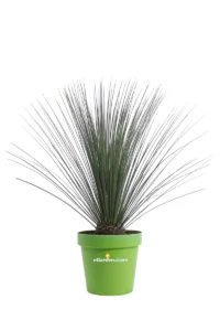 Dasylirion Longissimum v.30 egarden.store online