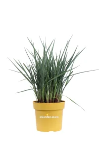 Dianella Caerulea v.19 egarden.store online