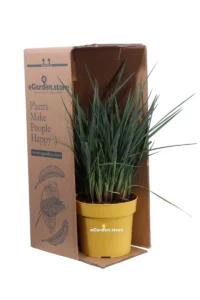 Dianella Caerulea v.19 egarden.store online