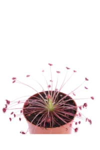 Drosera Paradoxa v.8 egarden.store online