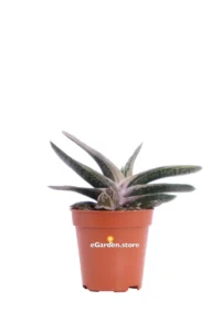 Gasteria Batesiana v.6 egarden.store 1 Gasteria Batesiana