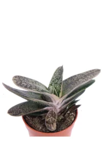 Gasteria Batesiana v.6 egarden.store 2 Gasteria Batesiana