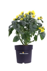 Girasole Comune - Helianthus Annuus v.27 egarden.store online