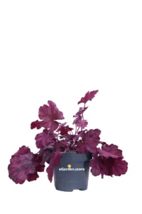 Heuchera Pink Panther v.12 egarden.store online