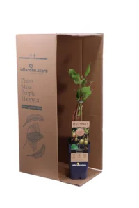 Kiwi Baby - Actinidia Arguta Bayern-Kiwi Femmina v.15 egarden.store online