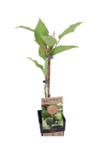 Kiwi Baby - Actinidia Arguta Geneva Femmina v.15 egarden.store 2 Kiwi Baby - Actinidia Arguta Geneva Femmina v.15 egarden.store online