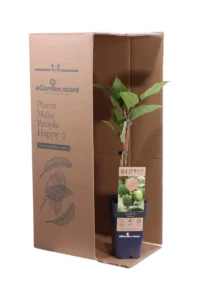 Kiwi Baby - Actinidia Arguta Geneva Femmina v.15 egarden.store 3 Kiwi Baby - Actinidia Arguta Geneva Femmina v.15 egarden.store online