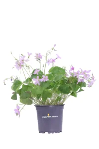 Ossalide Verde - Oxalis Amber v.11 egarden.store online