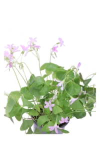 Ossalide Verde - Oxalis Amber v.11 egarden.store online