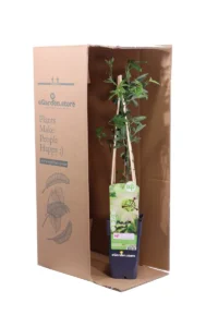 Passiflora Caerulea Constance Elliot v.15 egarden.store online