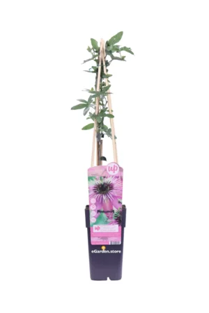 Passiflora Caerulea Purple Haze v.15 egarden.store online