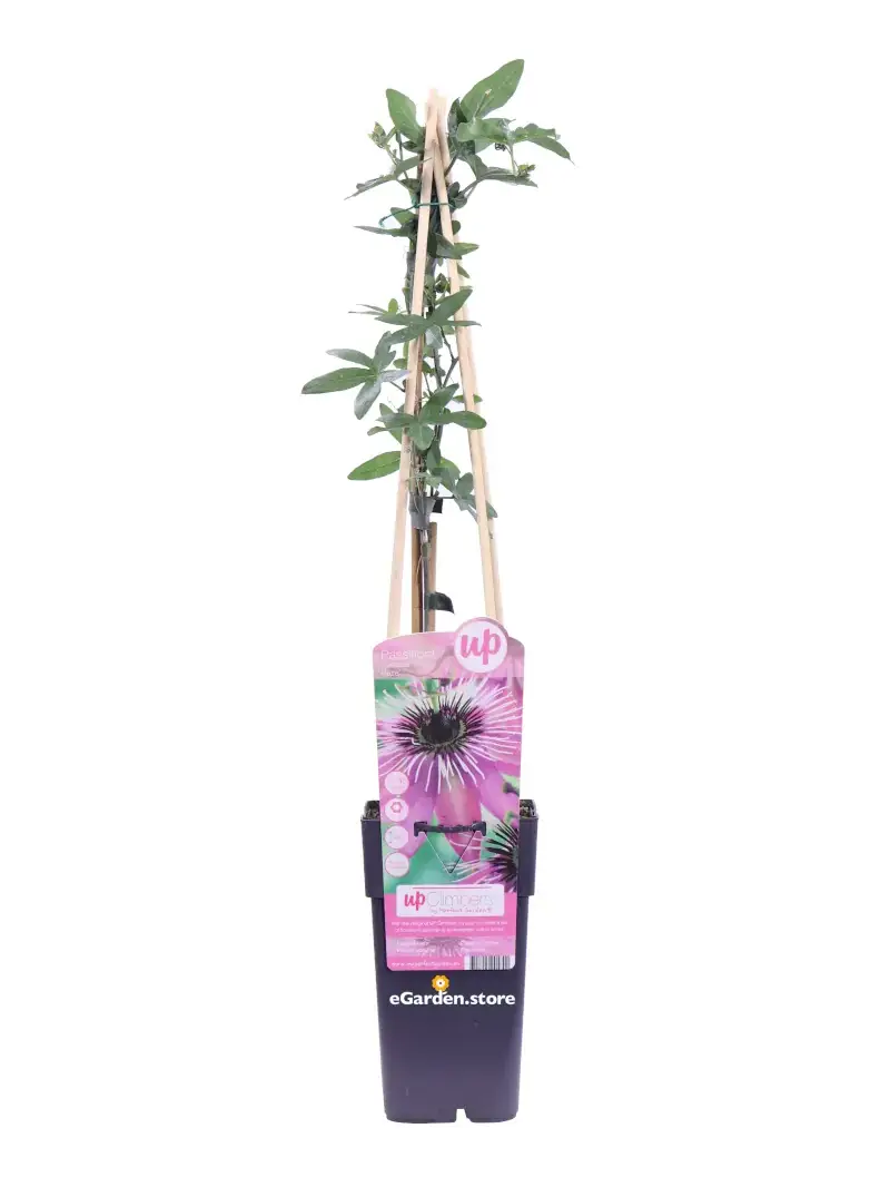 Passiflora Caerulea Purple Haze v.15 egarden.store online