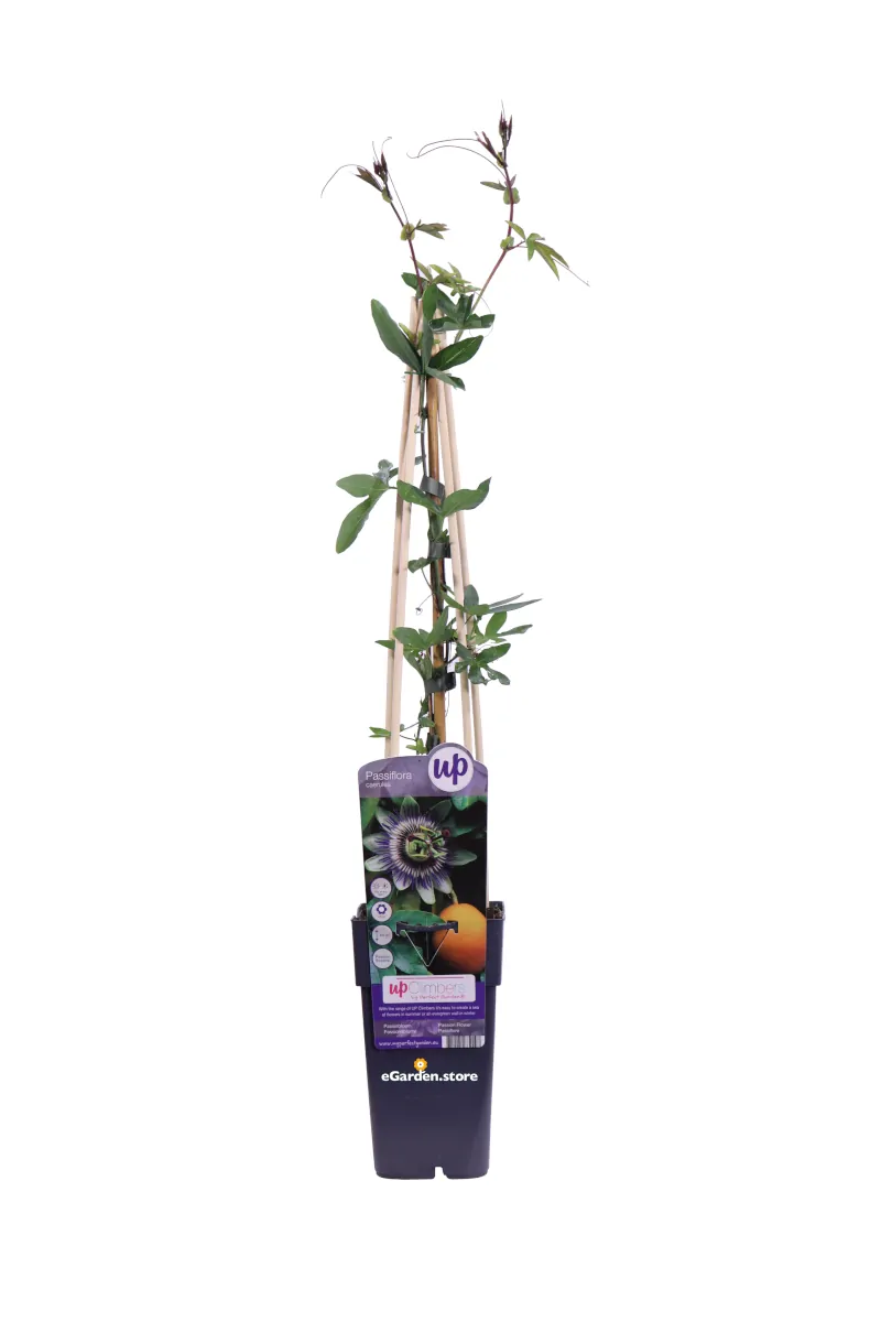 Passiflora Caerulea v.15 egarden.store online