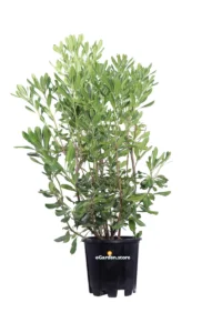 Pittosporo - Pittosporum Tobira v.4 egarden.store online