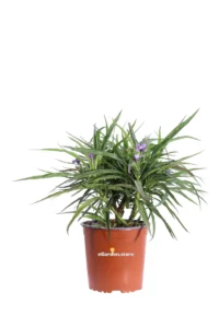 Ruellia Brittoniana Katie Blue