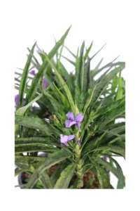 Ruellia Brittoniana Katie Blue v17 egarden.store online