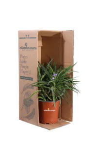 Ruellia Brittoniana Katie Blue