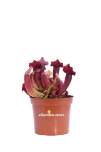 Sarracenia Maroon v.8 egarden.store 1 Sarracenia Maroon v.8 egarden.store online