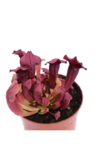 Sarracenia Maroon v.8 egarden.store 2 Sarracenia Maroon v.8 egarden.store online