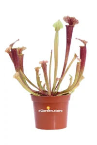 Sarracenia Tygo v.8 egarden.store online