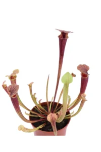 Sarracenia Tygo v.8 egarden.store online