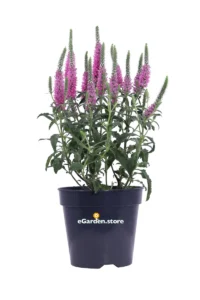 Veronica Spicata Annyversary Rose v.14 egarden.store online