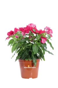 Vinca - Pervinca Fucsia v.14 egarden.store online