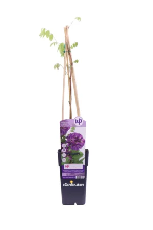 Wisteria Frutescens Longwood Purple v.14 egarden.store online