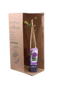 Wisteria Frutescens Longwood Purple v.14 egarden.store online