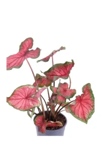 Caladio - Caladium Rood v.12 egarden.store online