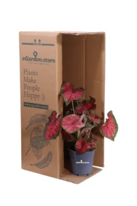 Caladio - Caladium Rood v.12 egarden.store online