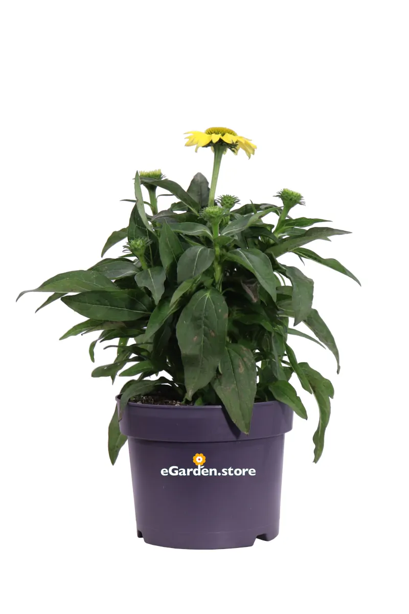 Echinacea Purpurea Gialla v.17 egarden.store online