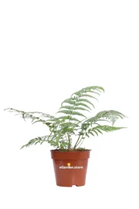 Felce - Dicksonia Antarctica