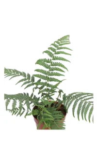 Felce - Dicksonia Antarctica v.12 egarden.store online