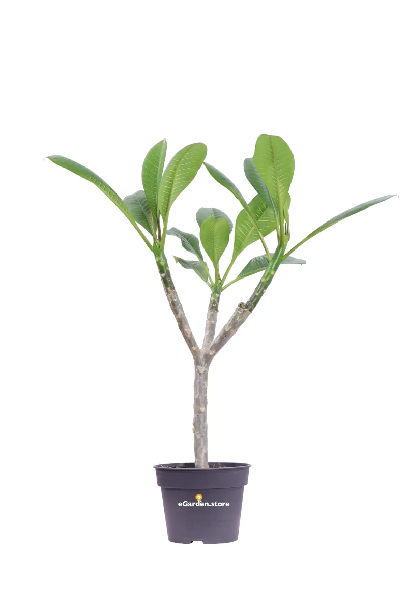 Frangipani - Plumeria Rubra Hawaiian v.17 egarden.store online