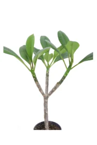 Frangipani - Plumeria Rubra Hawaiian v.17 egarden.store online
