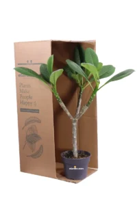 Frangipani - Plumeria Rubra Hawaiian v.17 egarden.store online