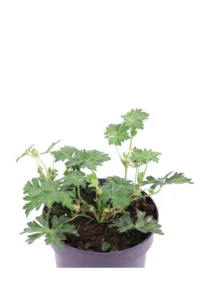 Geranio Blu - Geranium Rozanne v.17 egarden.store 2 Geranio Blu - Geranium Rozanne v.17 egarden.store online