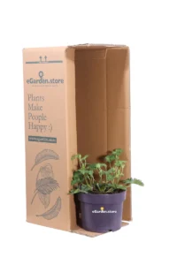 Geranio Blu - Geranium Rozanne v.17 egarden.store 3 Geranio Blu - Geranium Rozanne