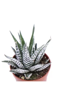 Haworthia Fasciata Alba