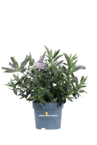 Hebe Hebedonna Britta v.15 egarden.store online