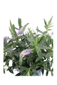 Hebe Hebedonna Britta v.15 egarden.store online