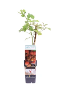 Lampone Giapponese - Rubus Phoenicolasius v.15 egarden.store online