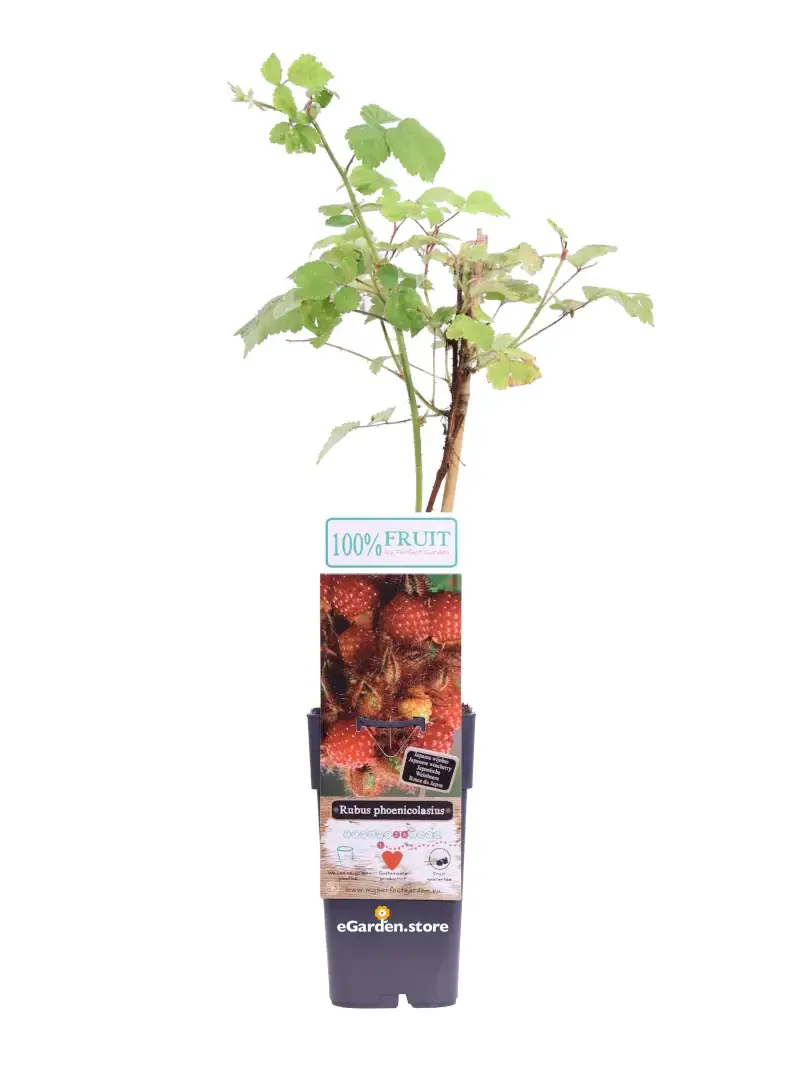 Lampone Giapponese - Rubus Phoenicolasius v.15 egarden.store online
