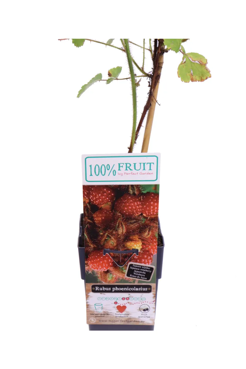 Lampone Giapponese - Rubus Phoenicolasius v.15 egarden.store online